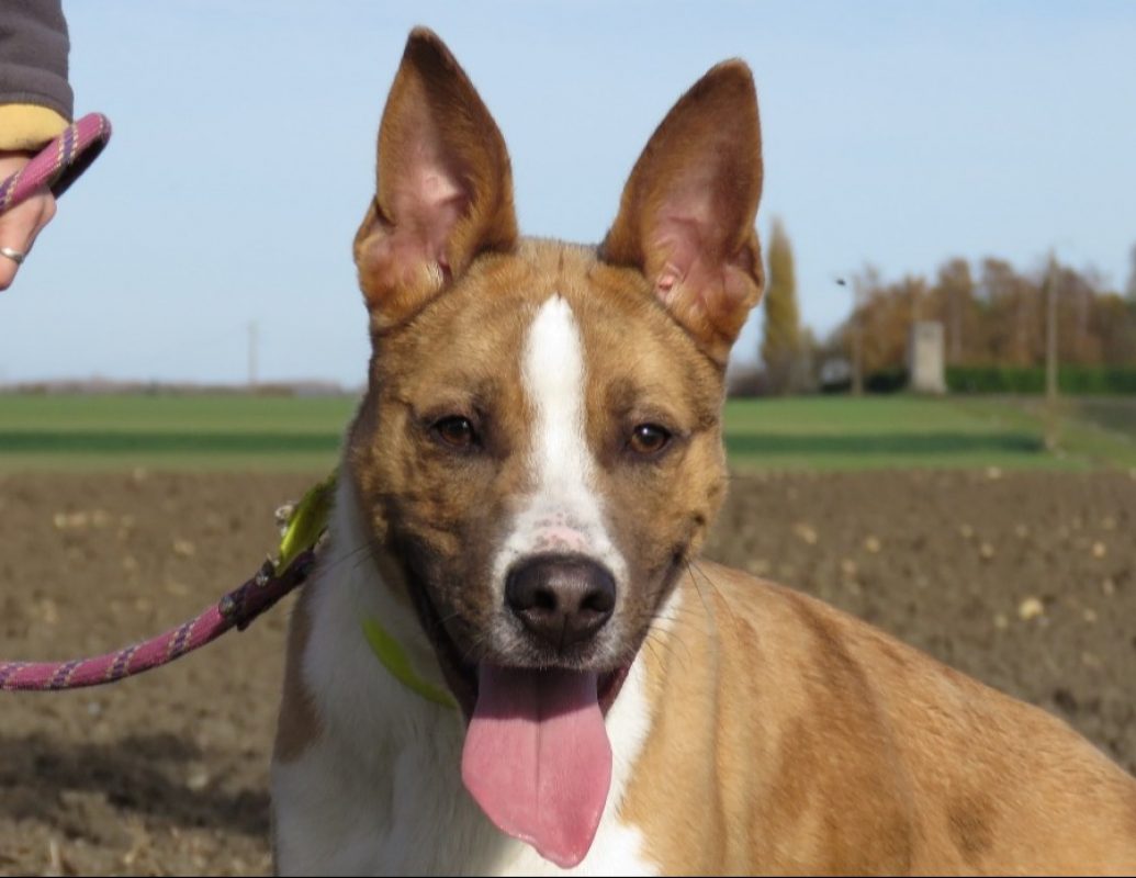 Speedy - Chien Berger à adopter