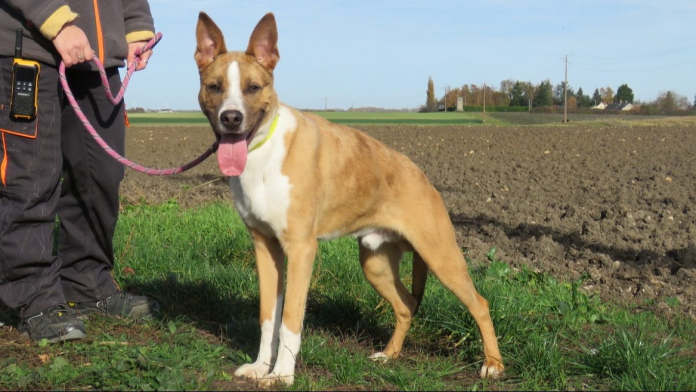 Speedy - Chien Berger à adopter - photo 2