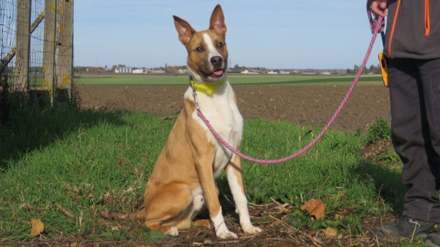 Speedy - Chien Berger à adopter - photo 3