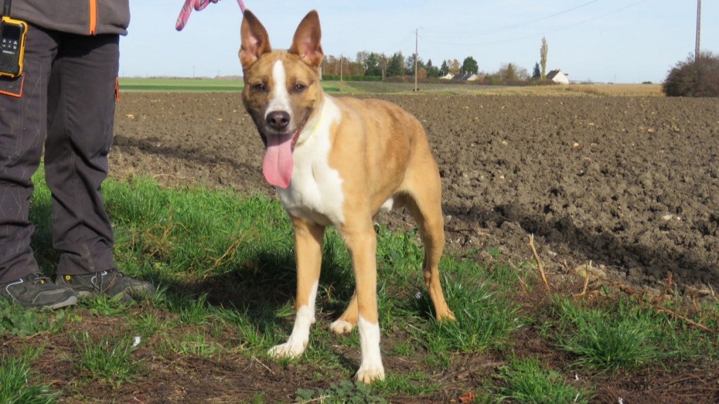 Speedy - Chien Berger à adopter - photo 4