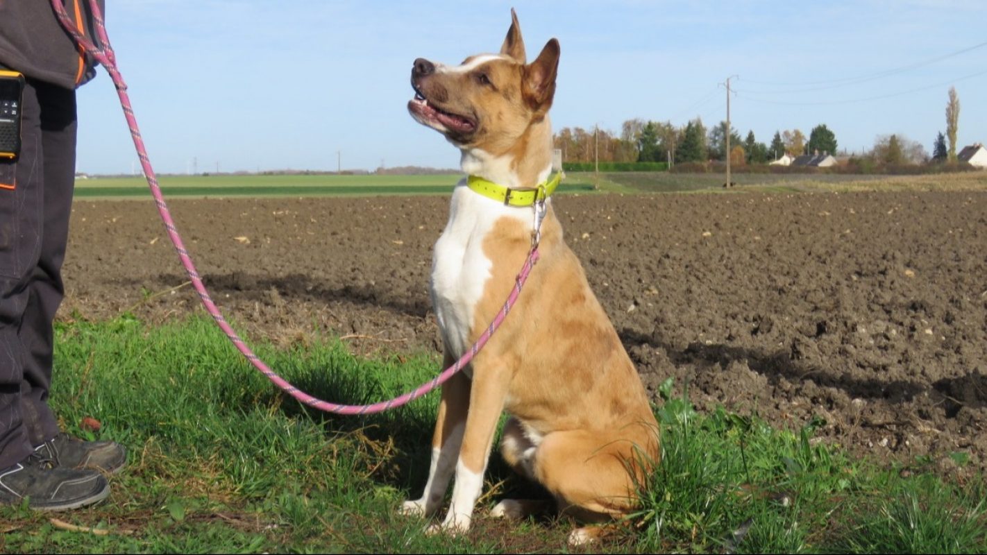 Speedy - Chien Berger à adopter - photo 5
