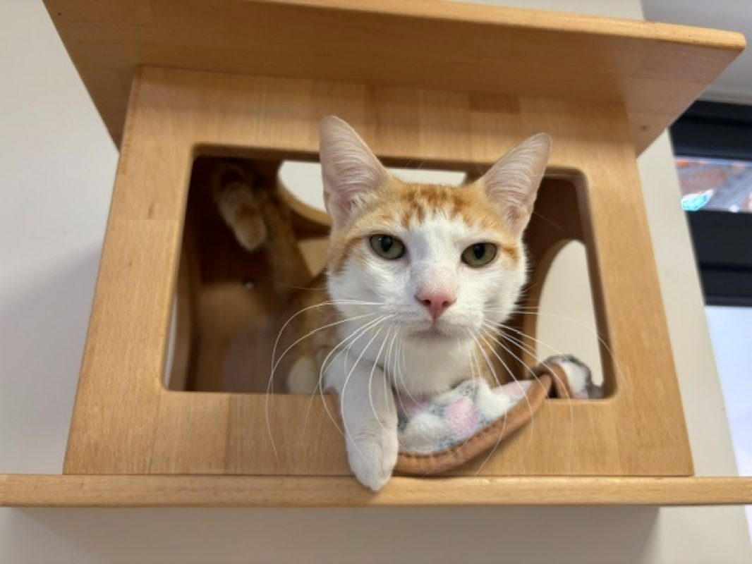 Atlas - Chat Européen à adopter