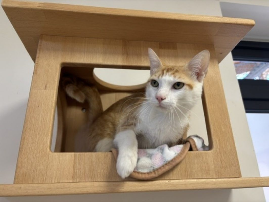 Atlas - Chat Européen à adopter - photo 2