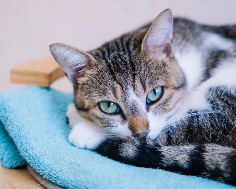 Mikado - Chat Européen à adopter