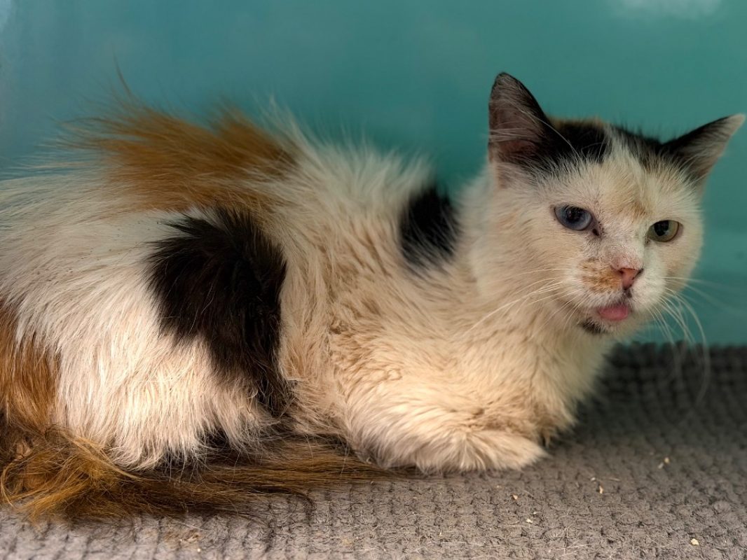Barbouille - Chat Européen à adopter