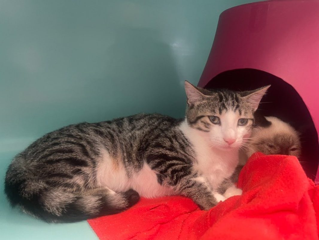 Zouzou - Chat Européen à adopter