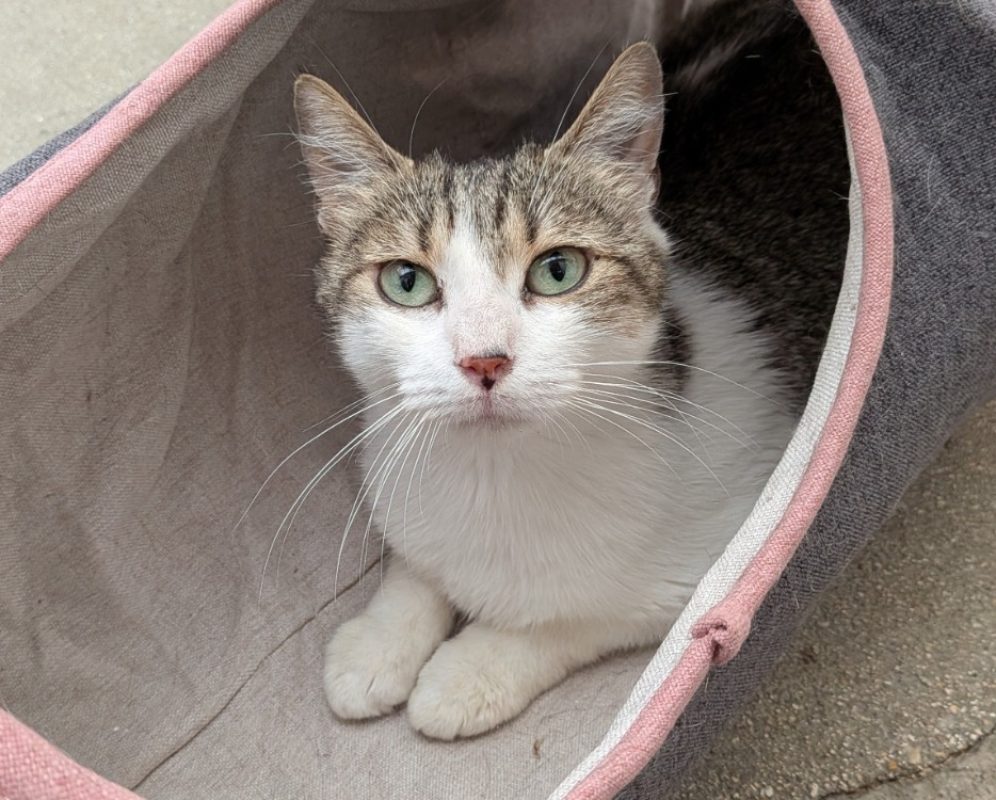 Saphira - Chat Européen à adopter