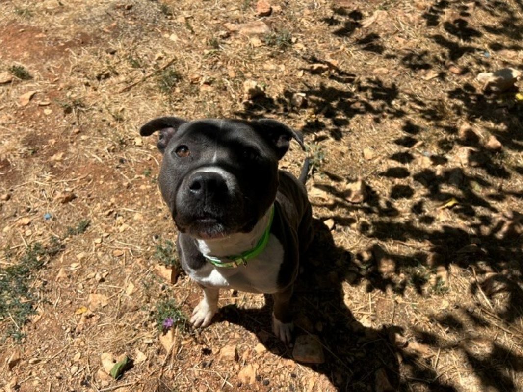 Tokyo - Chien Staffordshire Bull Terrier à adopter