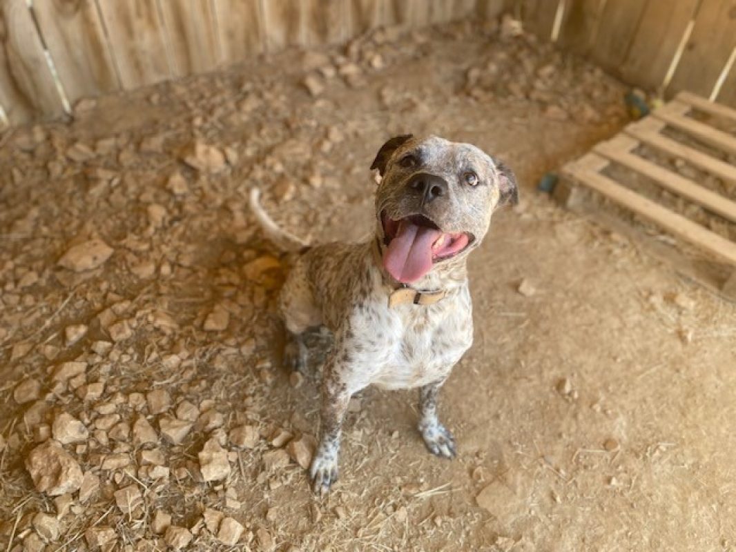 Hades - Chien Bouledogue Américain à adopter