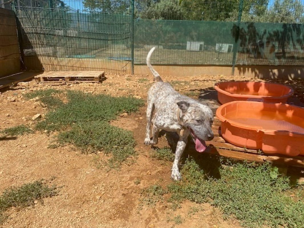 Hades - Chien Bouledogue Américain à adopter - photo 2
