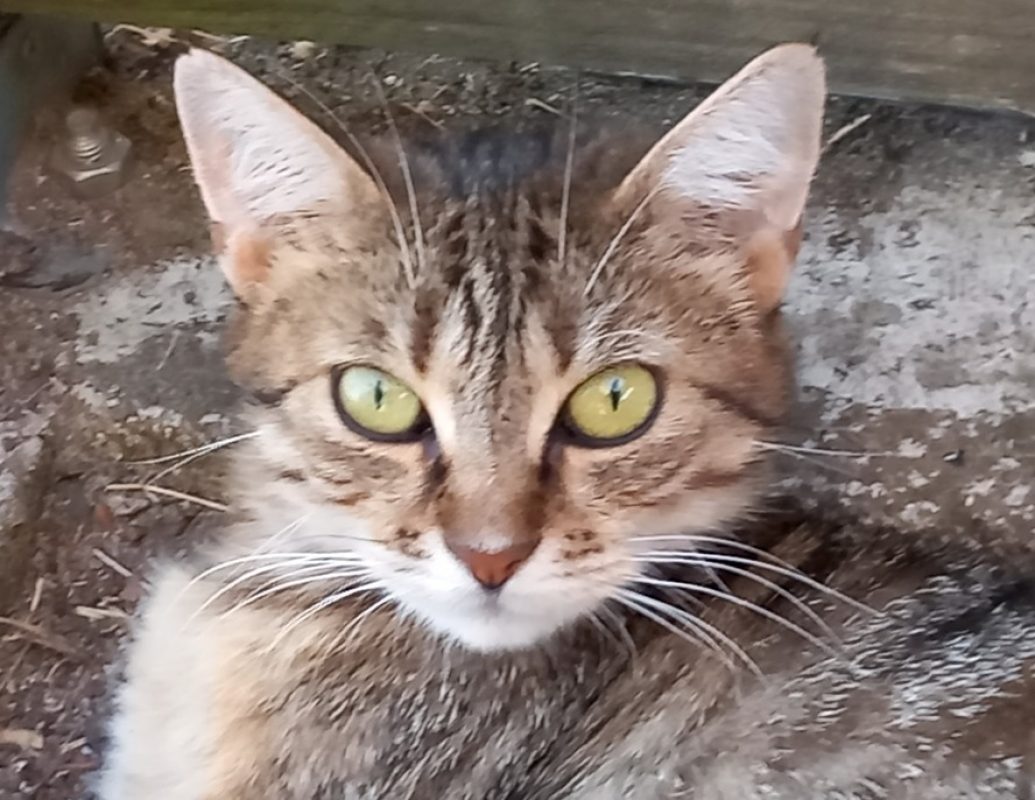 Aspen - Chat Européen à adopter