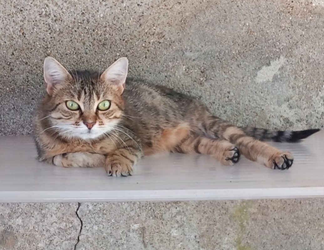 Aspen - Chat Européen à adopter - photo 2