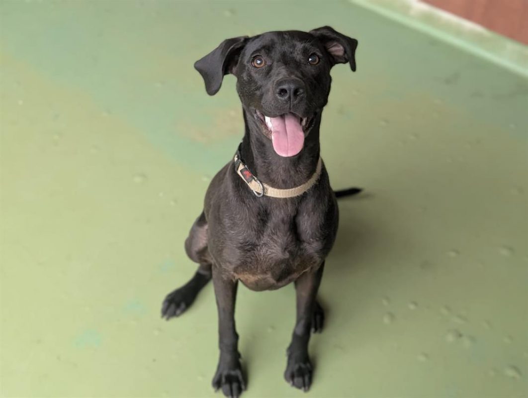 Winny - Chien Braque allemand à poil court à adopter