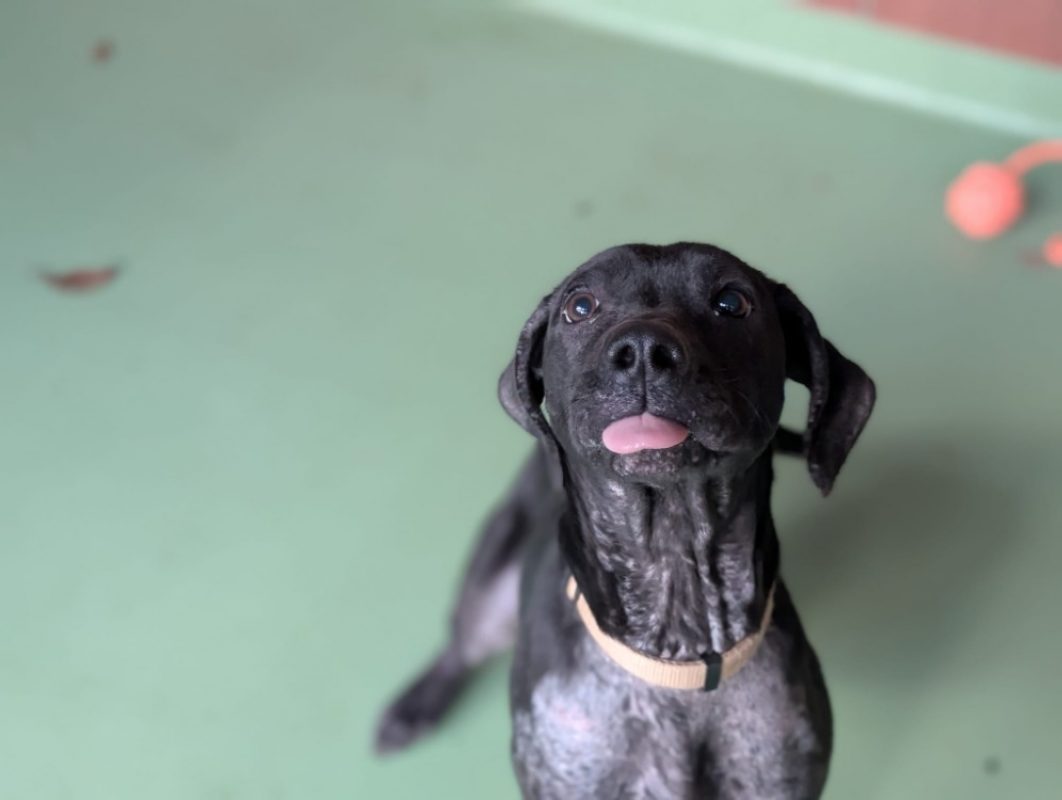 Winny - Chien Braque allemand à poil court à adopter - photo 6