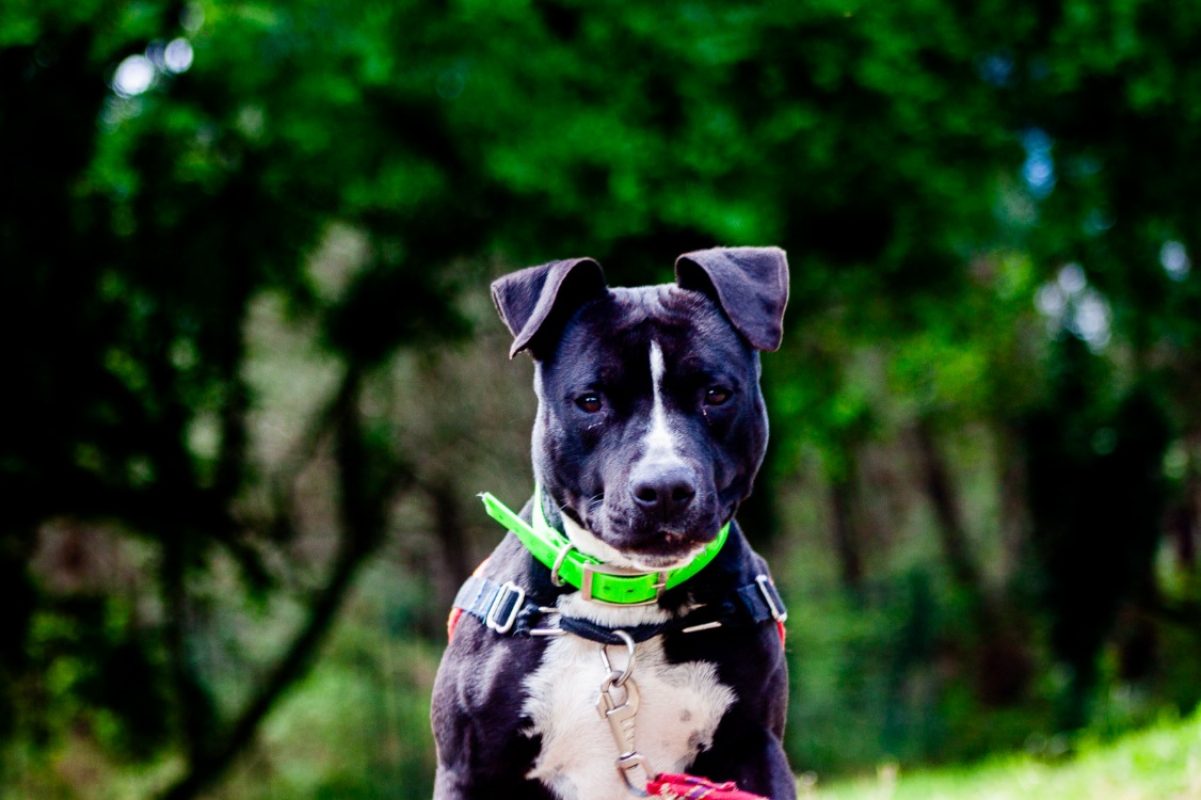 Ulyssa - Chien à adopter