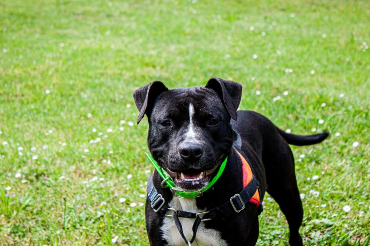 Ulyssa - Chien à adopter - photo 2