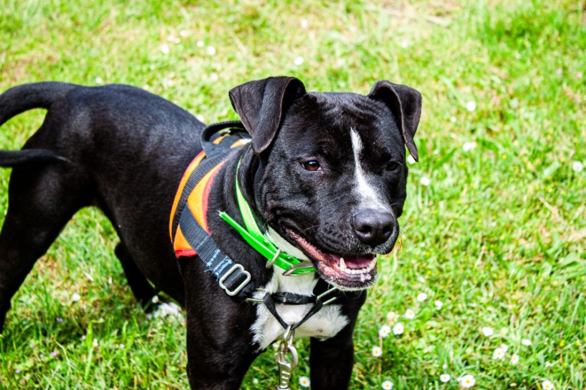 Ulyssa - Chien à adopter - photo 4