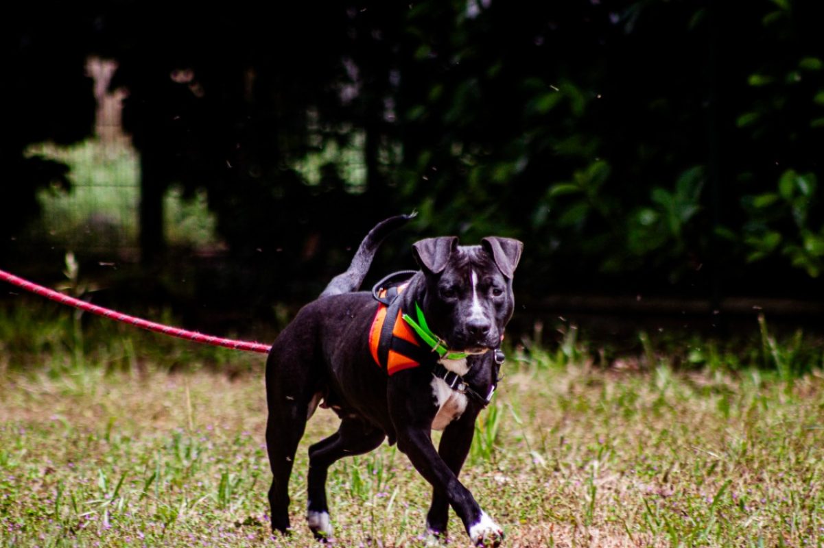 Ulyssa - Chien à adopter - photo 6