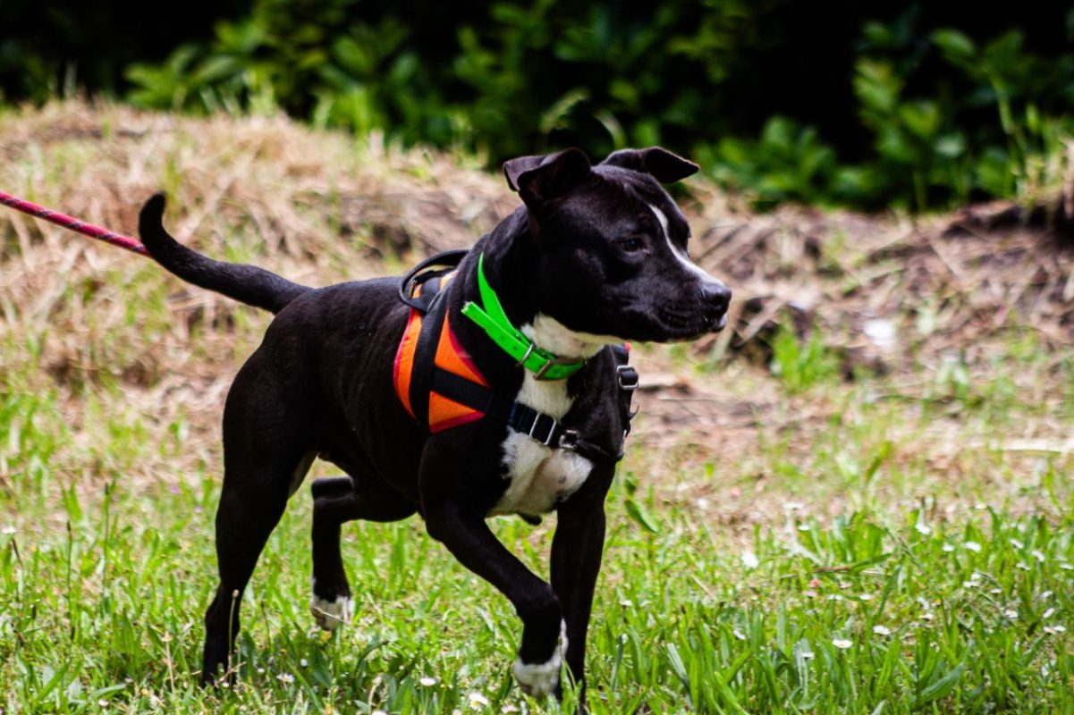 Ulyssa - Chien à adopter - photo 8