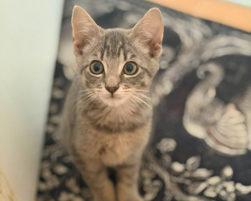 Bandit - Chat Européen à adopter