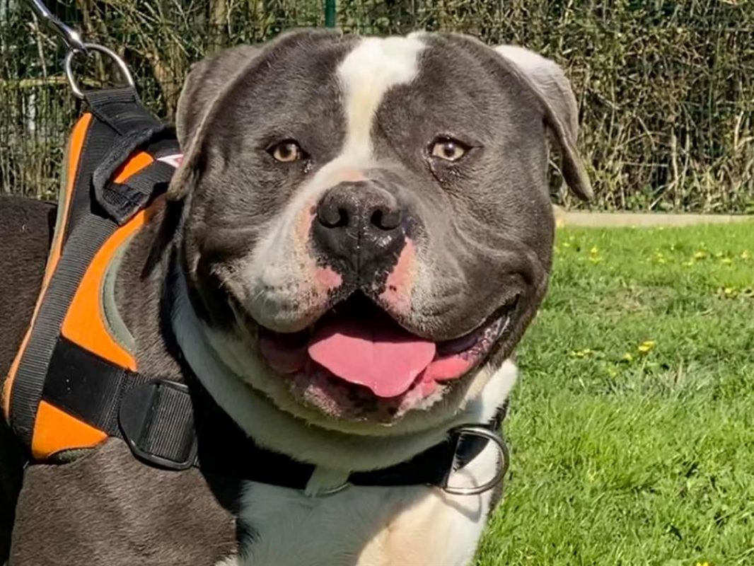 Sharko - Chien American Bully à adopter