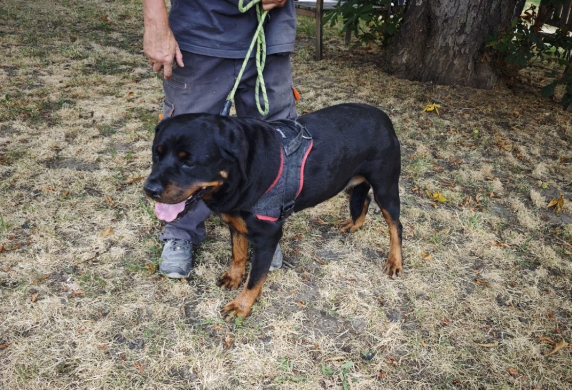 Oural - Chien Rottweiler à adopter