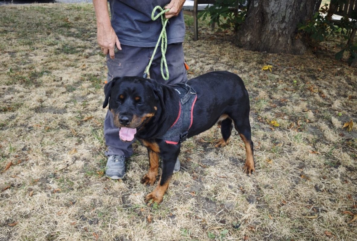 Oural - Chien Rottweiler à adopter - photo 2