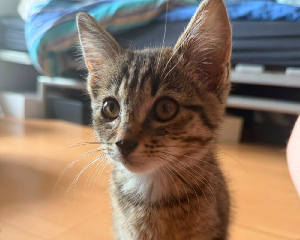 Brume - Chat Européen à adopter