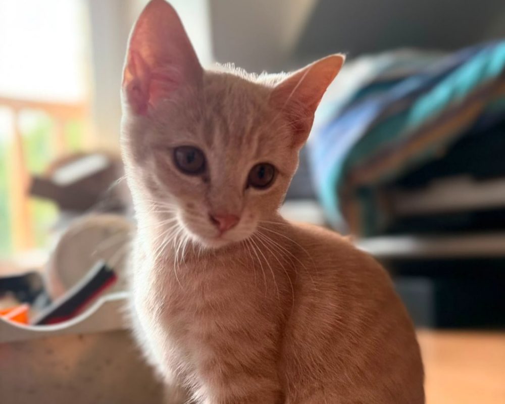Balou - Chat Européen à adopter