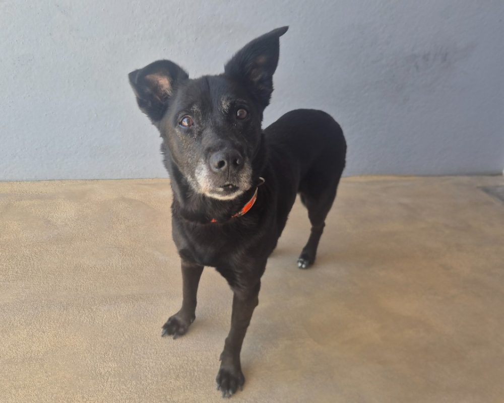 Chicane - Chien à adopter - photo 2