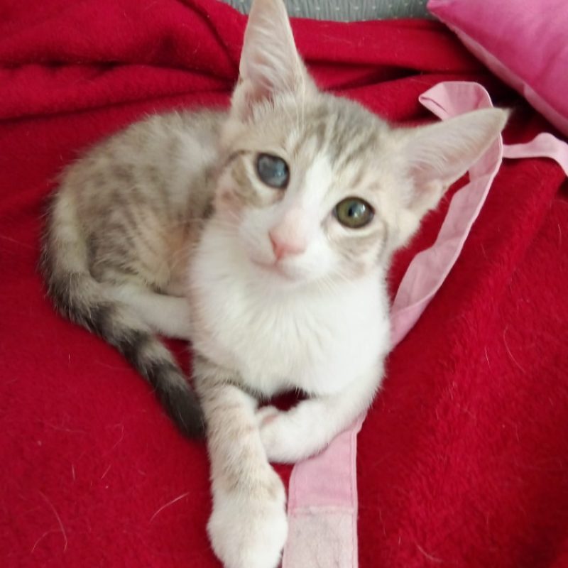 Cracotte - Chat Européen à adopter