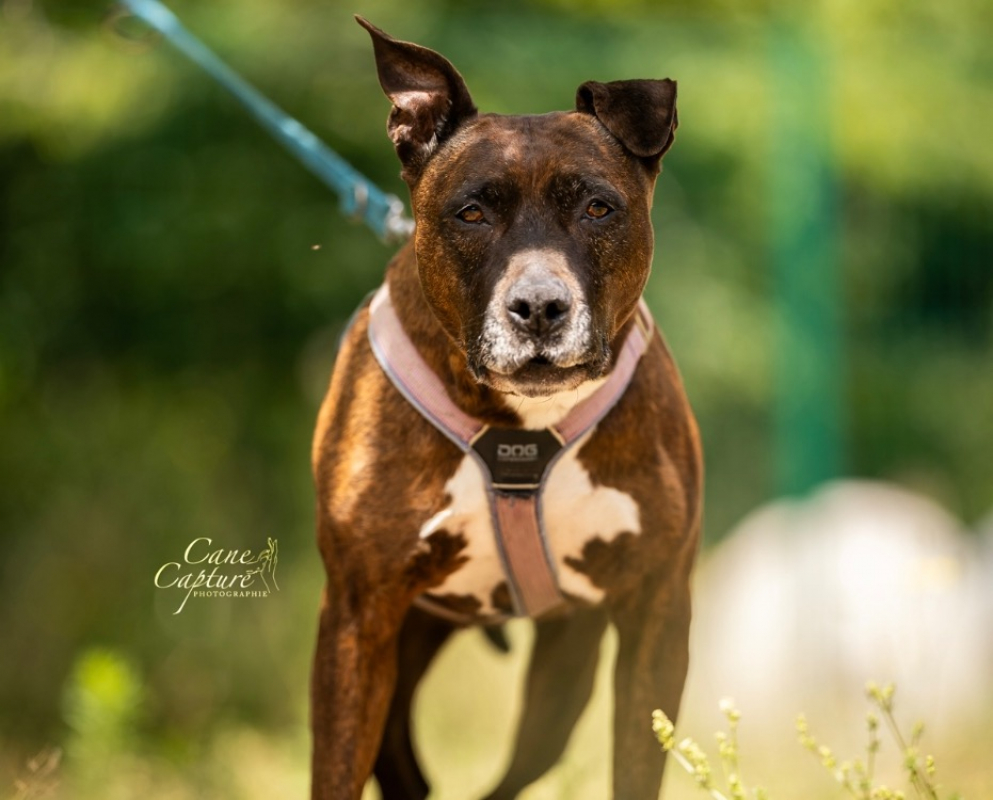 LeÏka - Chien à adopter
