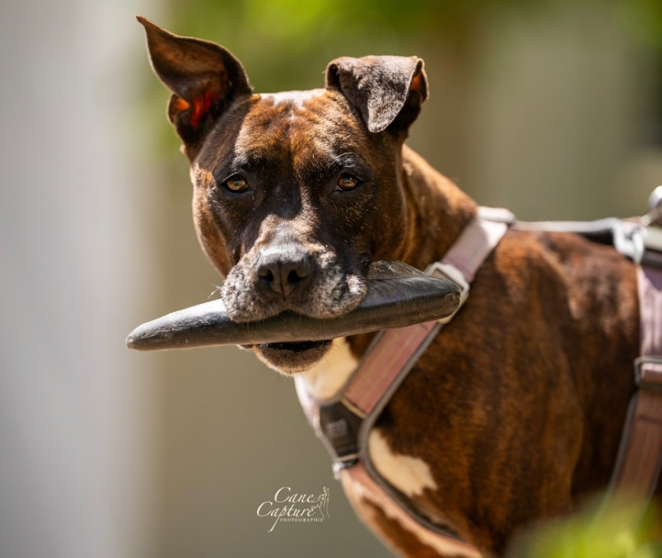 LeÏka - Chien à adopter - photo 3