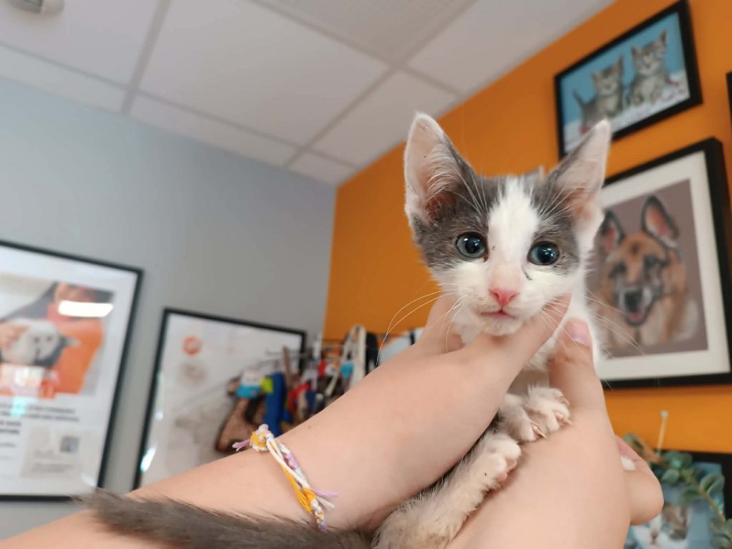 Volo - Chat Européen à adopter