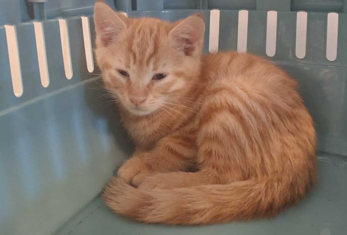 Adorable - Chat Européen à adopter