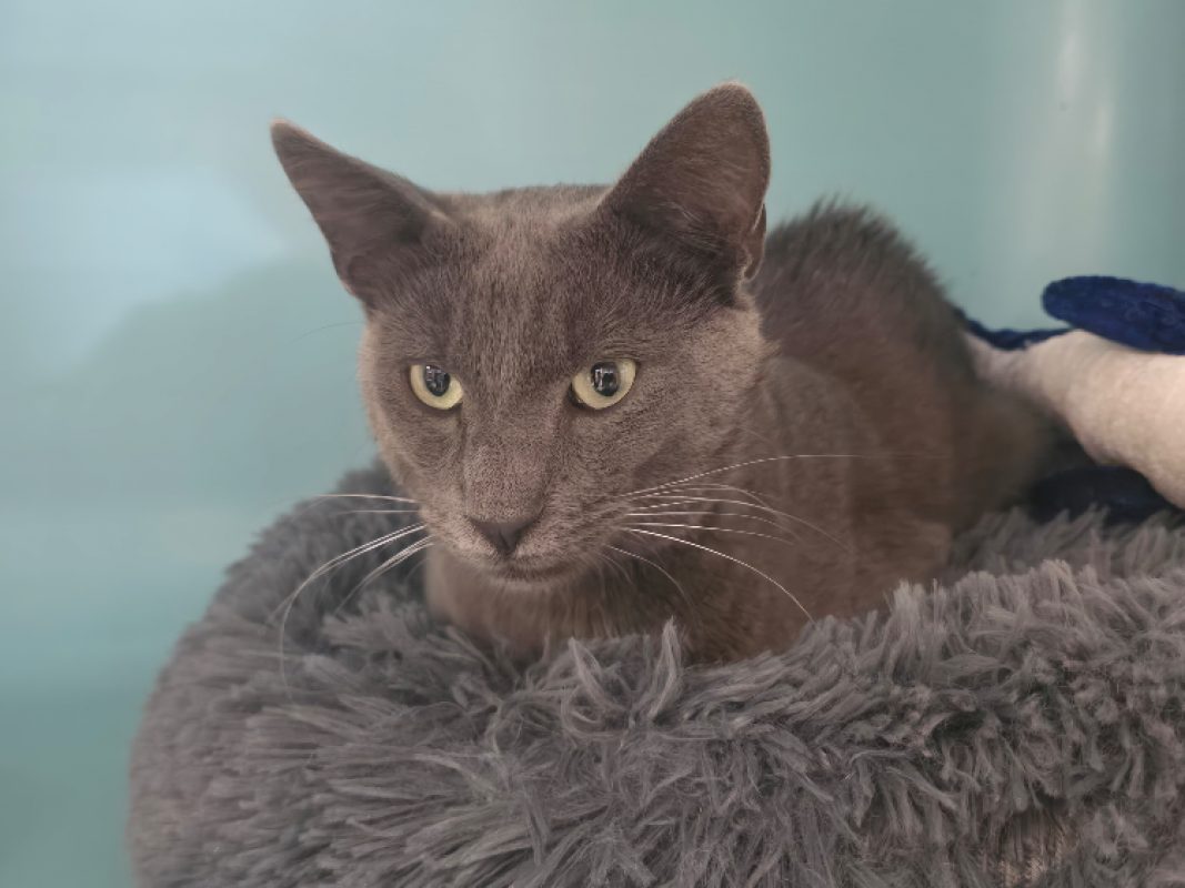 Mistigri - Chat Européen à adopter