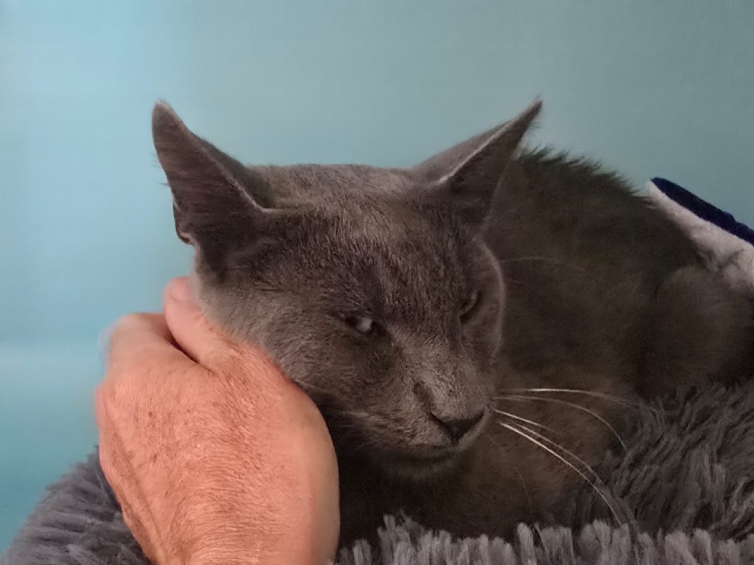 Mistigri - Chat Européen à adopter - photo 2