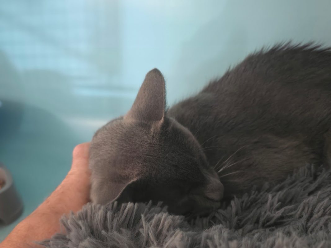 Mistigri - Chat Européen à adopter - photo 3