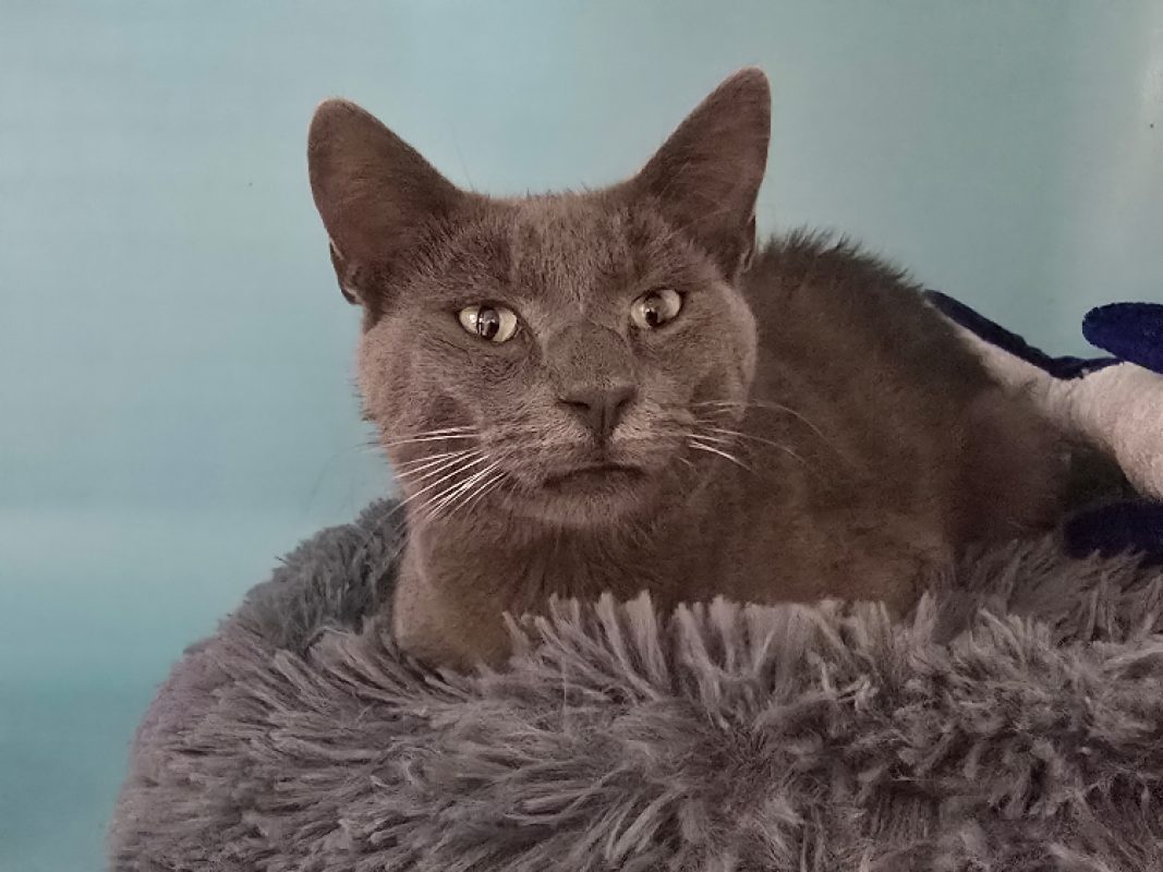 Mistigri - Chat Européen à adopter - photo 4