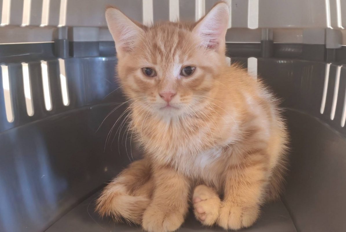 Craquant - Chat Européen à adopter