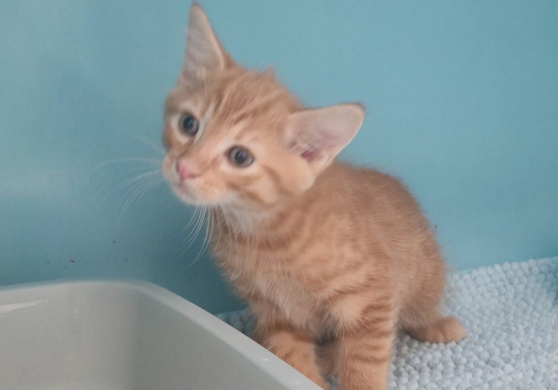 Charmant - Chat Européen à adopter