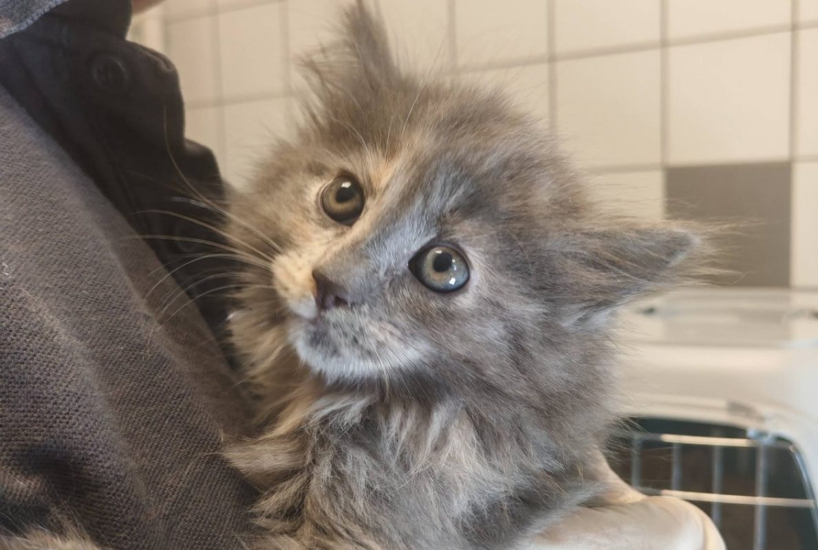Chou - Chat Européen à adopter