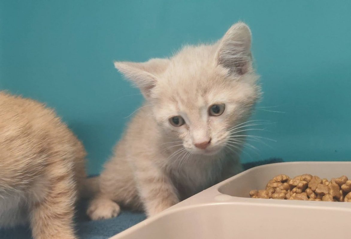 Joli - Chat Européen à adopter