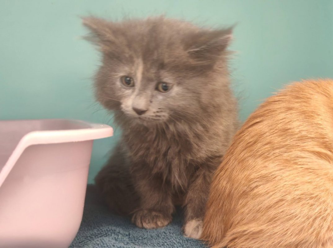 Mignon - Chat Européen à adopter