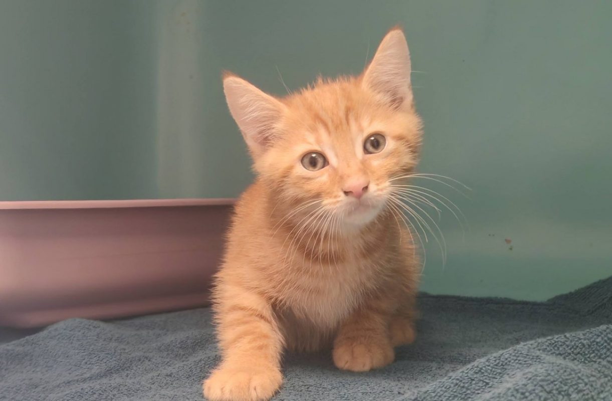 Merveilleux - Chat Européen à adopter