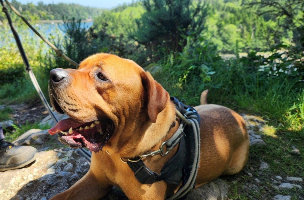 Cheddar - Chien Cane Corso à adopter