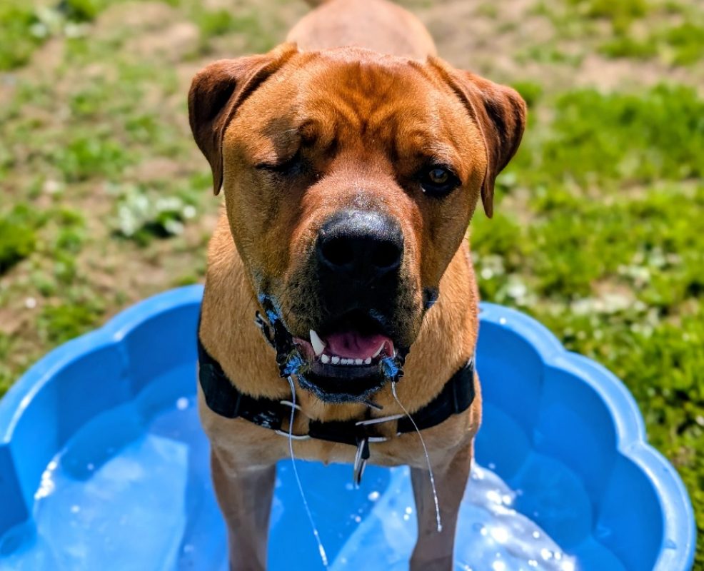 Cheddar - Chien Cane Corso à adopter - photo 2