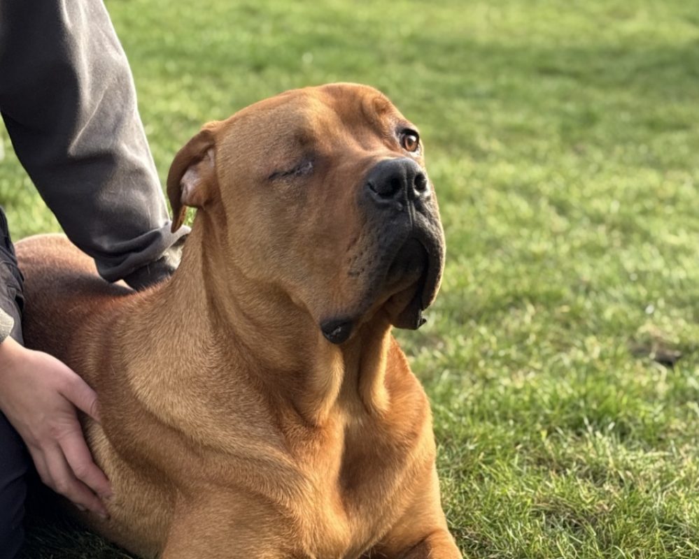 Cheddar - Chien Cane Corso à adopter - photo 3