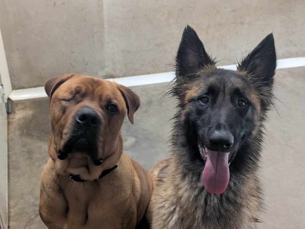 Cheddar - Chien Cane Corso à adopter - photo 4
