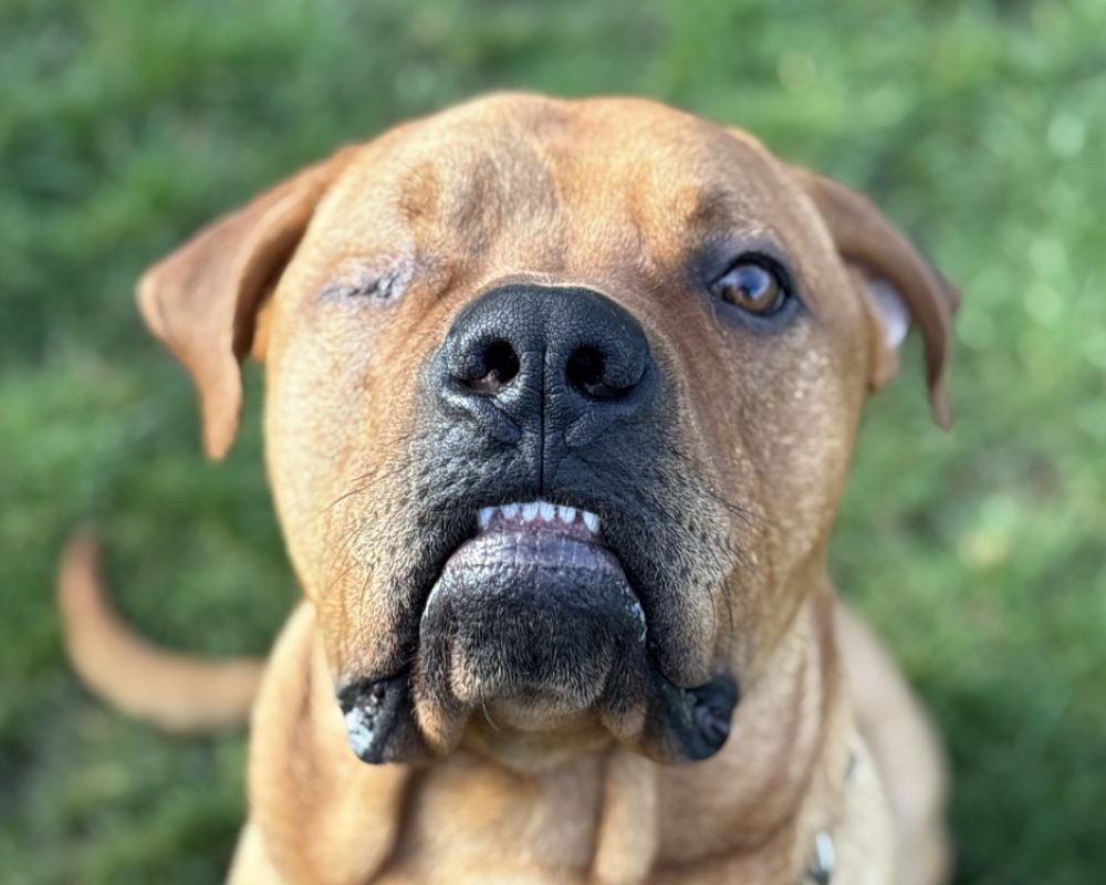 Cheddar - Chien Cane Corso à adopter - photo 5